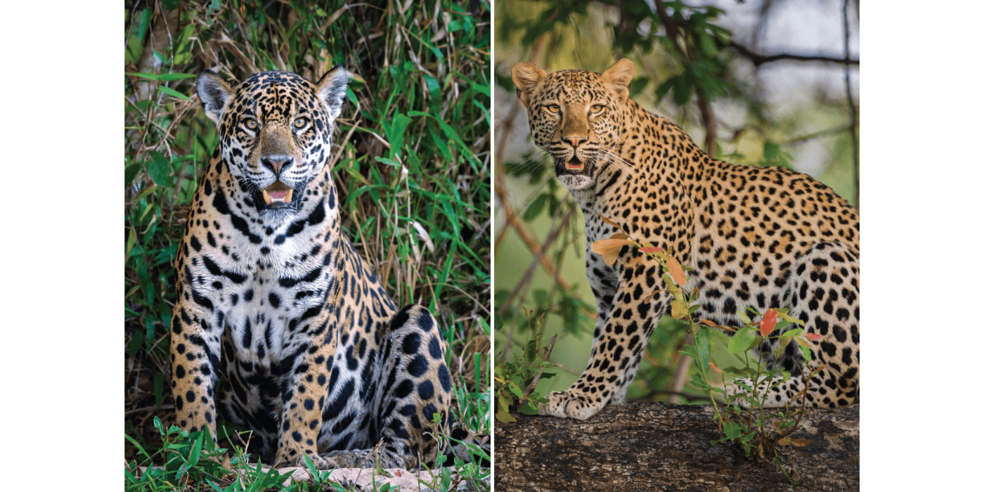 Guess which one is the leopard